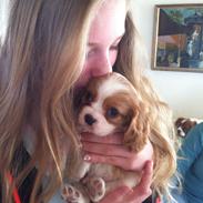 Cavalier king charles spaniel Carlo <3