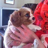 Cavalier king charles spaniel Carlo <3