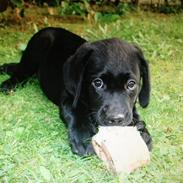 Labrador retriever Blackboys Kenzo