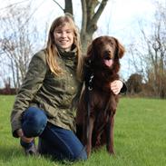 Flat coated retriever Mokka