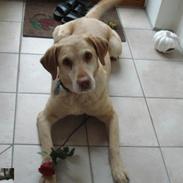 Labrador retriever Pluto (Lotti)