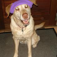 Labrador retriever Pluto (Lotti)