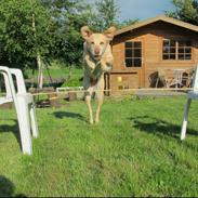 Labrador retriever Pluto (Lotti)