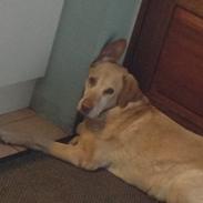 Labrador retriever Pluto (Lotti)