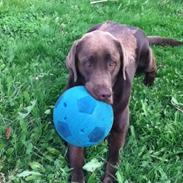 Labrador retriever Samson