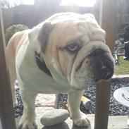 Engelsk bulldog Mat Tamajeka