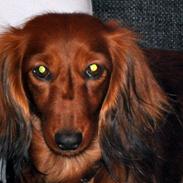 Gravhund Toscana a.k.a. Tosca