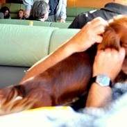 Gravhund Toscana a.k.a. Tosca