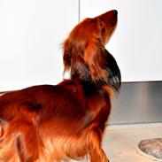 Gravhund Toscana a.k.a. Tosca