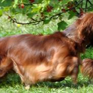 Gravhund Toscana a.k.a. Tosca