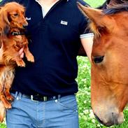 Gravhund Toscana a.k.a. Tosca