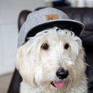 Blanding af racer Bob (Goldendoodle)