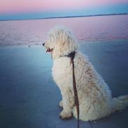 Blanding af racer Bob (Goldendoodle)