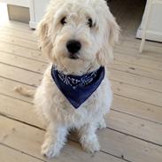 Blanding af racer Bob (Goldendoodle)