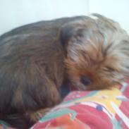 Blanding af racer Max