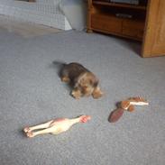 Blanding af racer Max