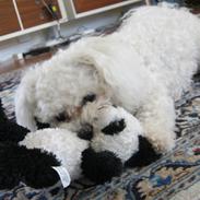 Bichon à poil frisé Coco
