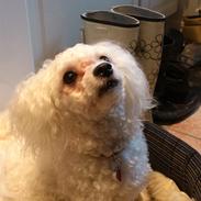 Bichon à poil frisé Coco