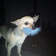 Chihuahua Tilde.