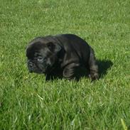 Fransk bulldog Knakker's Bertha Jensen