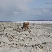 Cavalier king charles spaniel Luna