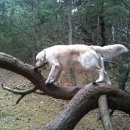 Golden retriever Basse