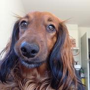 Dværggravhund Bailey