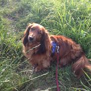 Dværggravhund Bailey