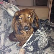 Dværggravhund Bailey