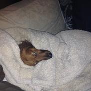 Dværggravhund Bailey