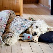 Blanding af racer Bob (Goldendoodle)