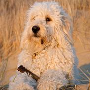 Blanding af racer Bob (Goldendoodle)