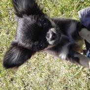 Chihuahua Lucky