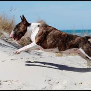 Bullterrier Dharma