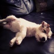 Parson russell terrier Chloé