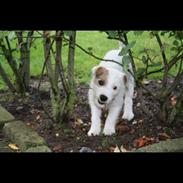 Parson russell terrier Chloé