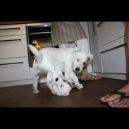 Parson russell terrier Chloé