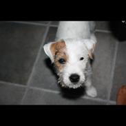 Parson russell terrier Chloé