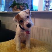 Parson russell terrier Chloé