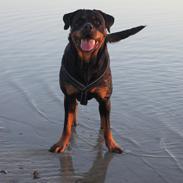 Rottweiler Enrica Vom Hause Desteny