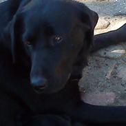 Labrador retriever Maggie