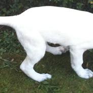 Hvid schæfer Buller