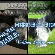Schapendoes Charlie