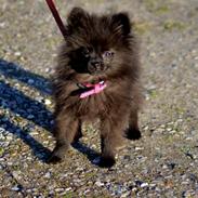 Pomeranian Coco