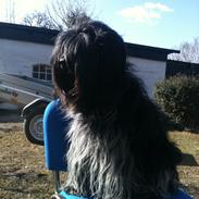 Schapendoes Charlie