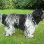 Schapendoes Charlie