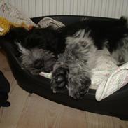 Schapendoes Charlie