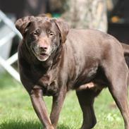 Labrador retriever | Sofie