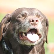 Labrador retriever | Sofie