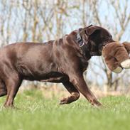 Labrador retriever | Sofie